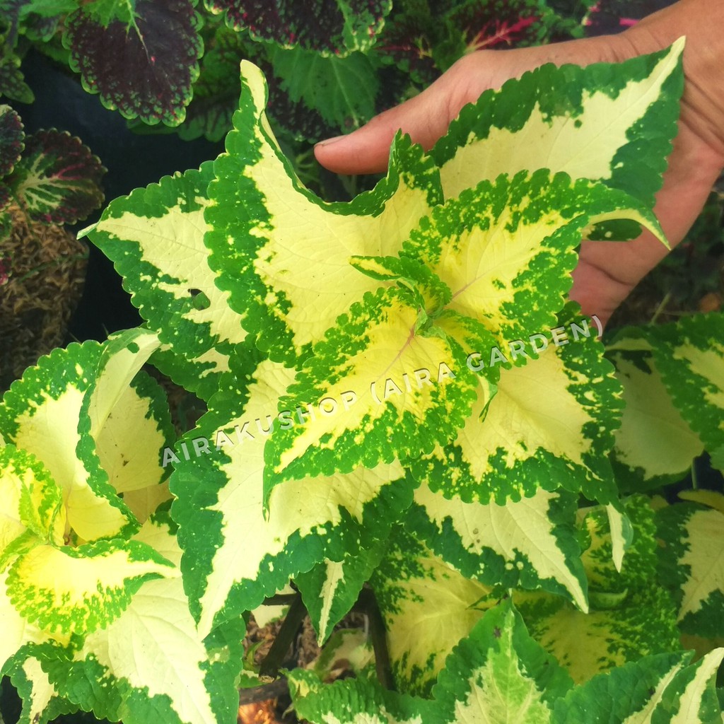 Tanaman Hias Miana - Jawer Kotok - Iler - Coleus 33
