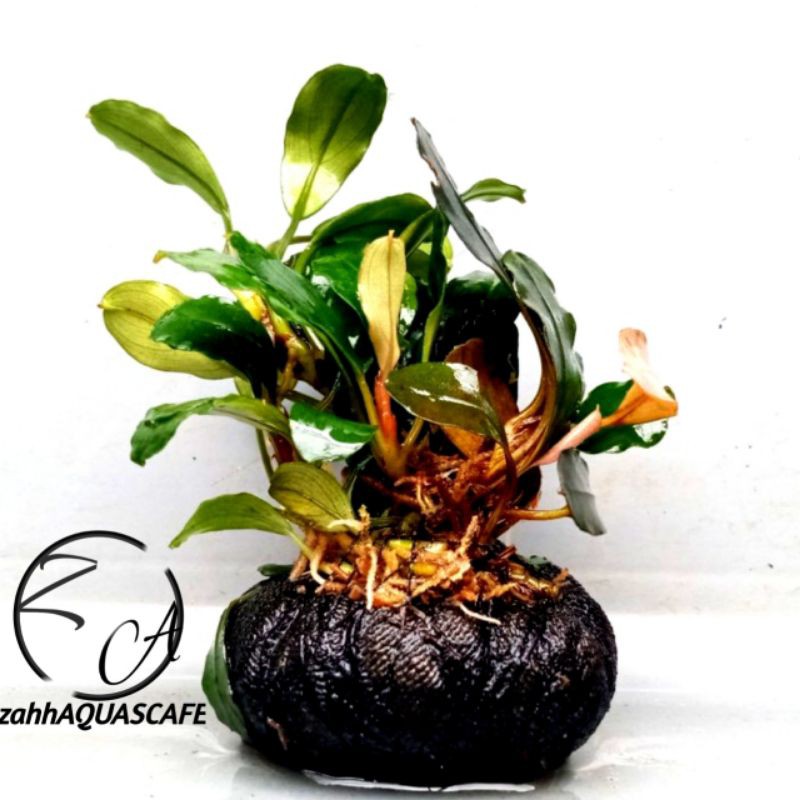 bucephalandra media wabikusa tanaman aquascape