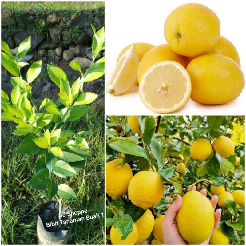 Bibit Lemon California