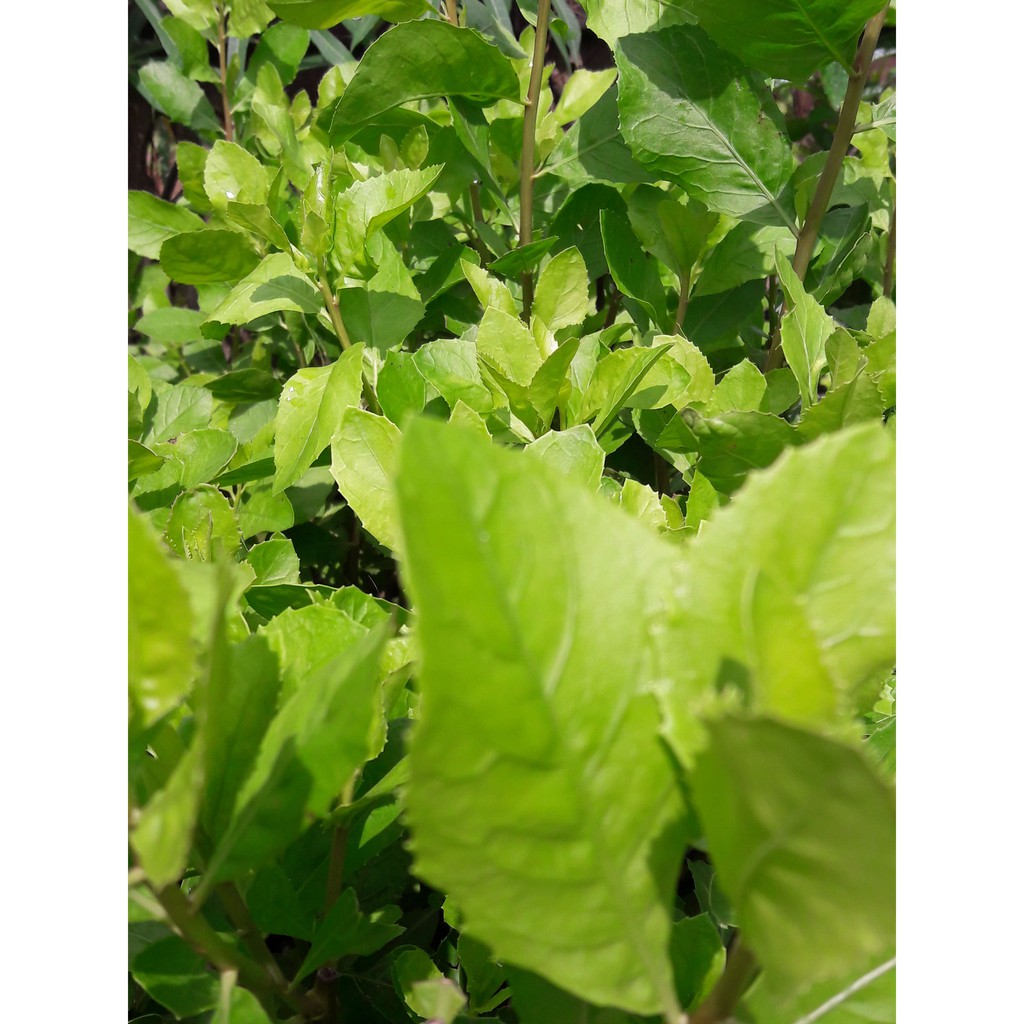 

DAUN BELUNTAS SEGAR