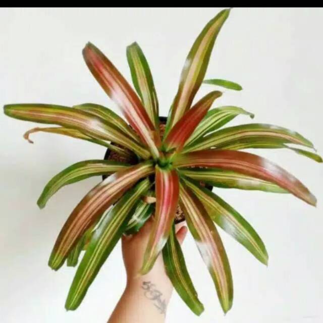 Jual tanaman hias bromelia three collor - anisa flora
