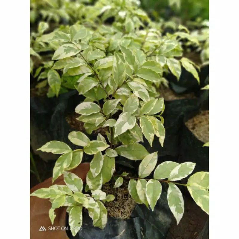 TANAMAN HIAS ANTING PUTRI - ANTING PUTRI - BUNGA ANTING PUTRI