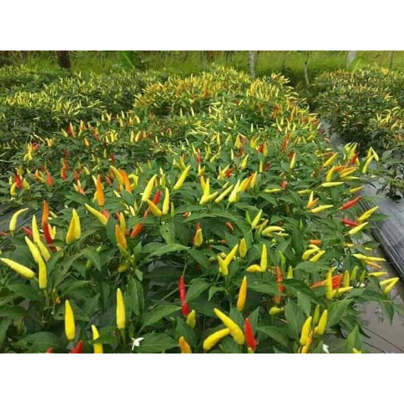 

CABERAWITUNGGUL