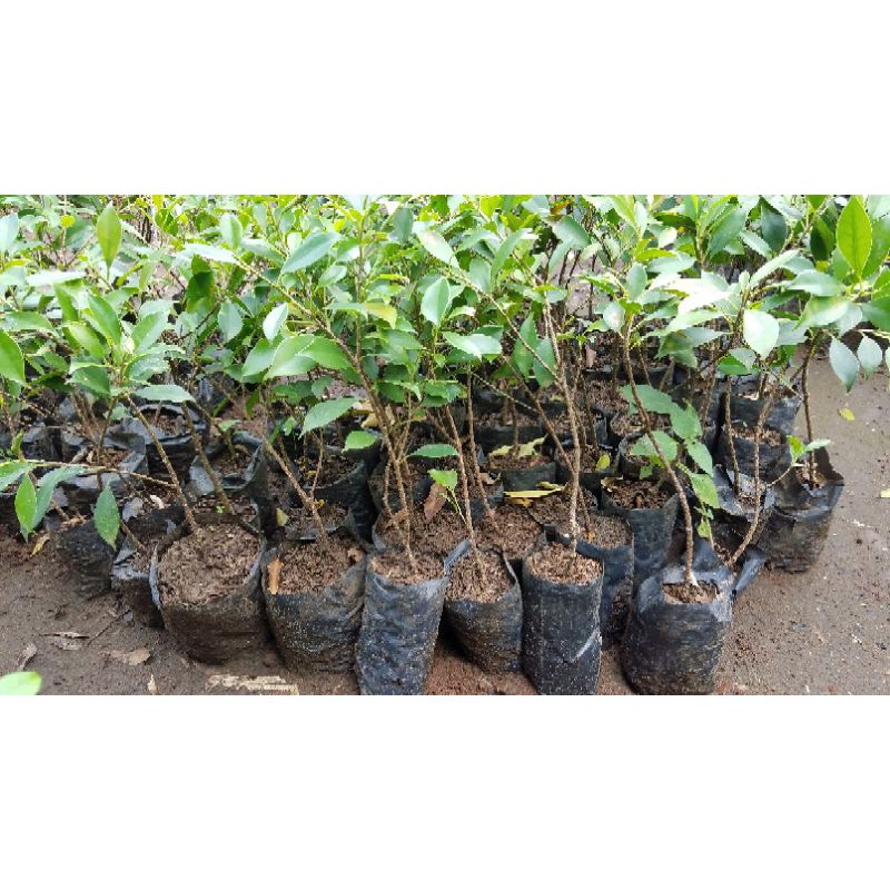 Beringin Kimeng/Bibit Bonsai Kimeng/Bahan Bonsai Kimeng/Kimeng 2 mm/kimeng batang korek