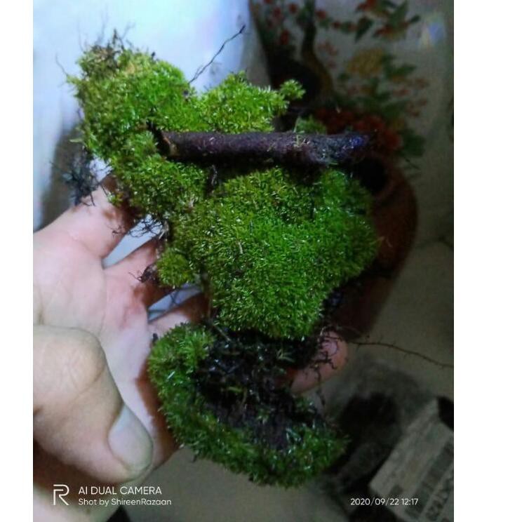 FLASH SALE moss mutiara, moss paludarium moss terrarium mos vivarium moss darat