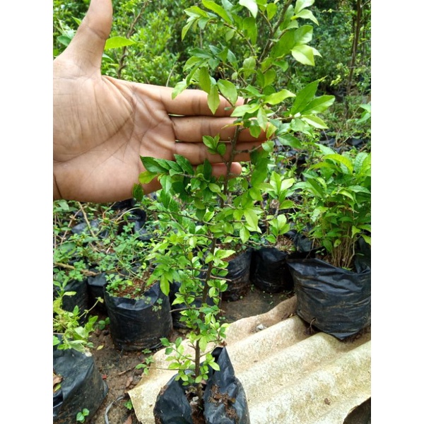 bibit tanaman serut mikro bahan bonsai