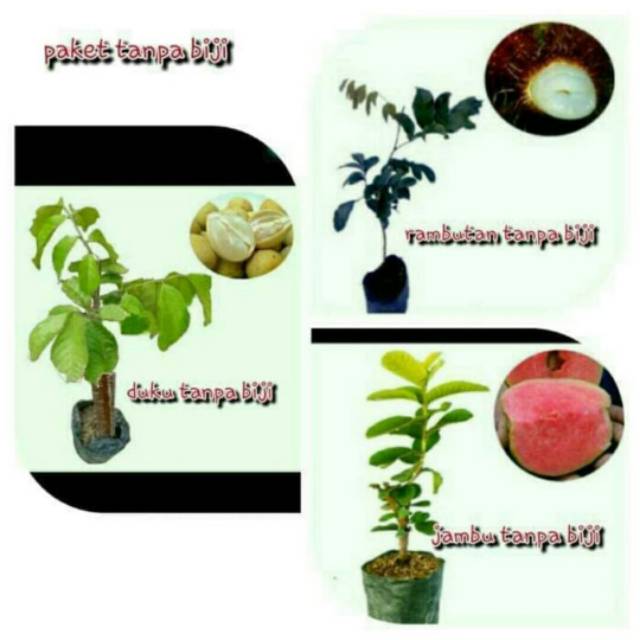 Bibit buah 3 paket (duku,rambutan tanpa biji,jambu merah tnpa biji)