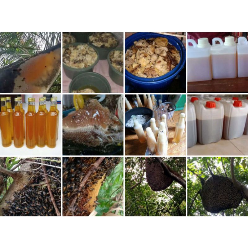 

HerbalMaduAlamiHutanSumatra