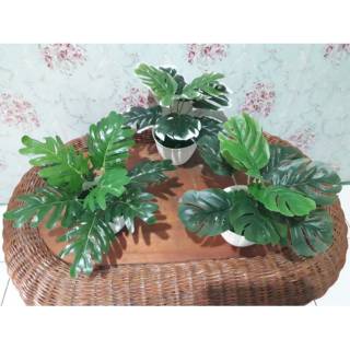  Tanaman  monstera  daun monstera  Shopee Indonesia