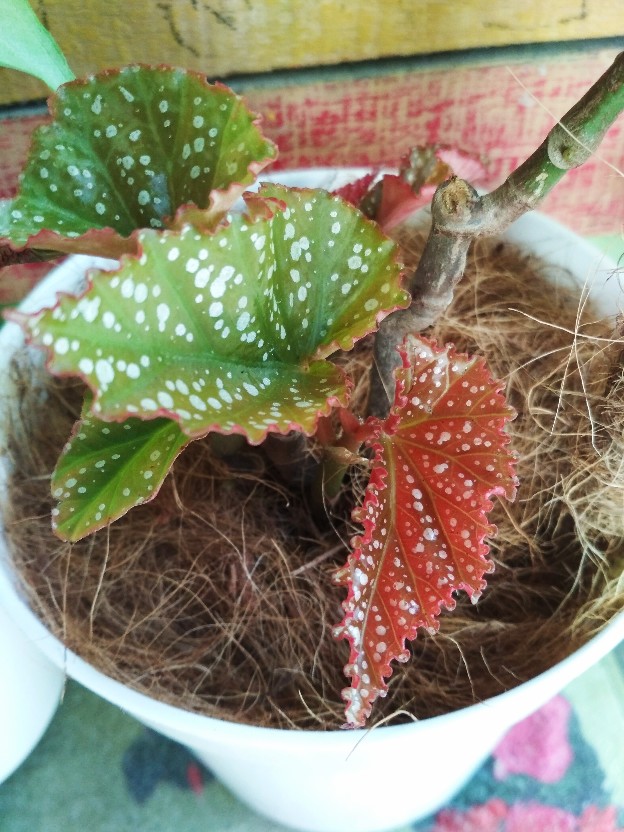 Sprei Lady Rose Flat King Ukuran 180x200 Banyak Motif