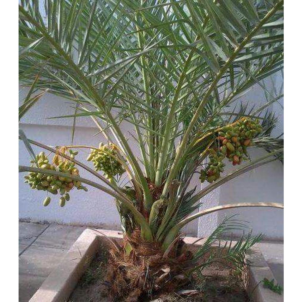 Bibit Tanaman Kurma Tropis Super Unggul Cepat Berbuah