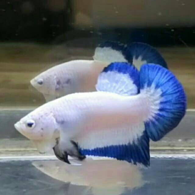 30+ Harga Ikan Cupang Blue Rim Panda Booming