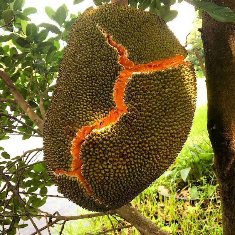 Bibit Nangka Merah Terlaris