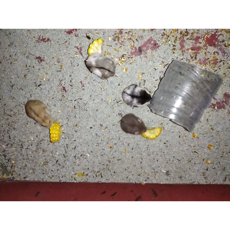 Hamster Roborovski