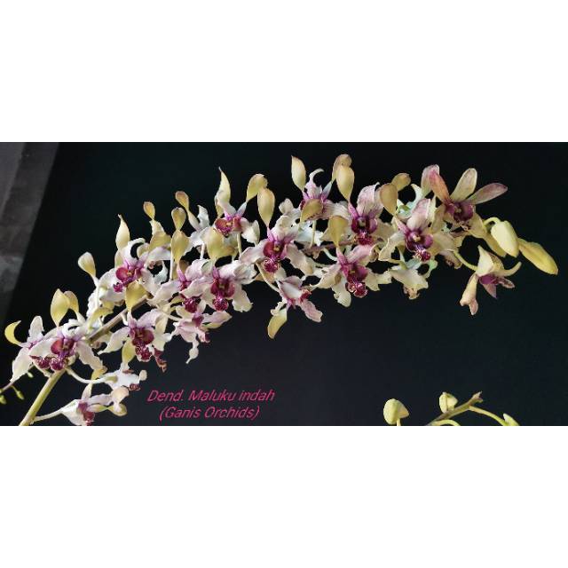 Dendrobium maluku indah