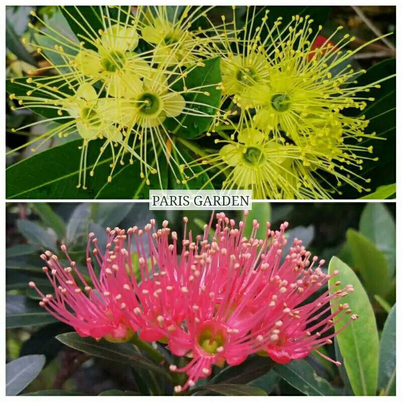 PAKET MURAH BUNGA SANTOS LEMON MERAH SANTOS LEMON KUNING  - BIBIT BUNGA XANTHOSTEMON KUNING MERAH