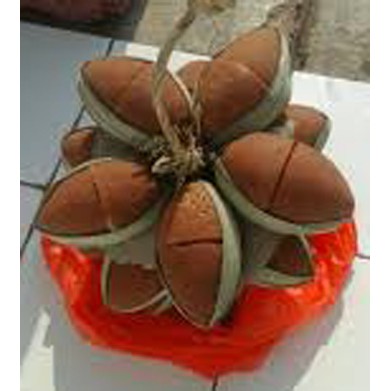 

Gula AREN gula merah kualitas premium no 1 asli Cibeber Lebak Banten
