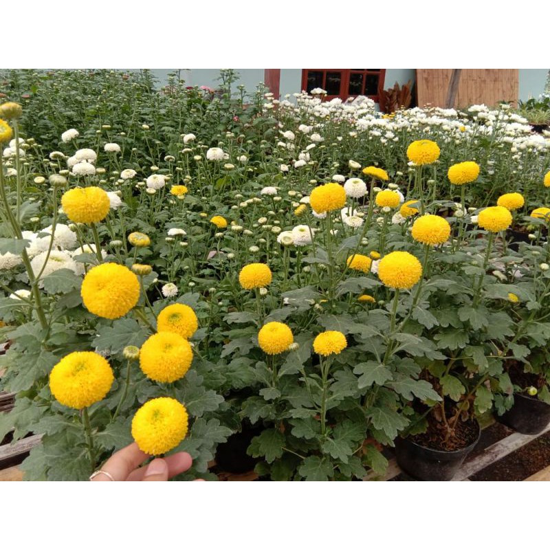 Stok Baru Krisan Rimbun Kuning Pompom Tanaman Hias Kuncup