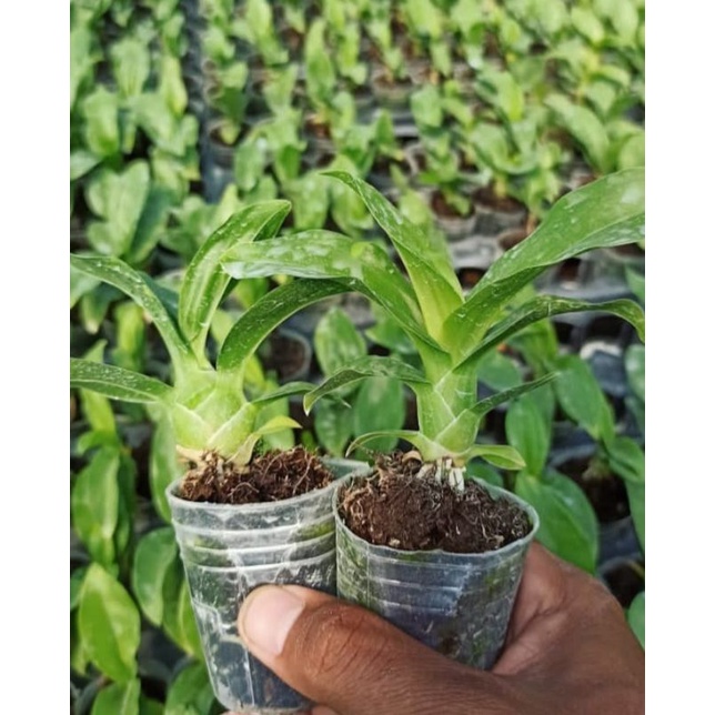 Seedling/Bibit Anggrek Grammatophyllum