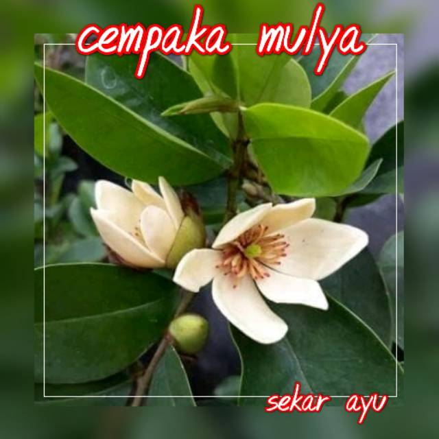Bibit Bunga Wangi Cempaka Mulya.