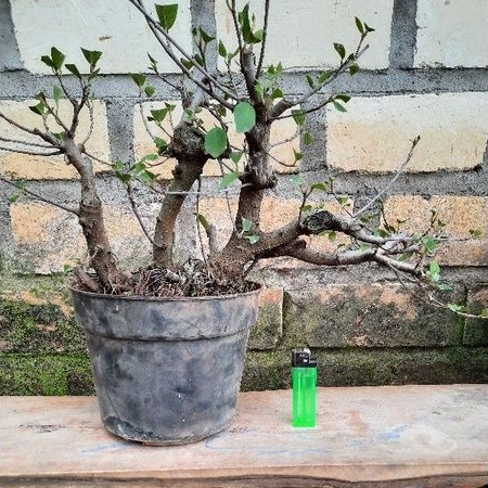Bonsai iprik merah RAFT (Ficus Retusa Red)