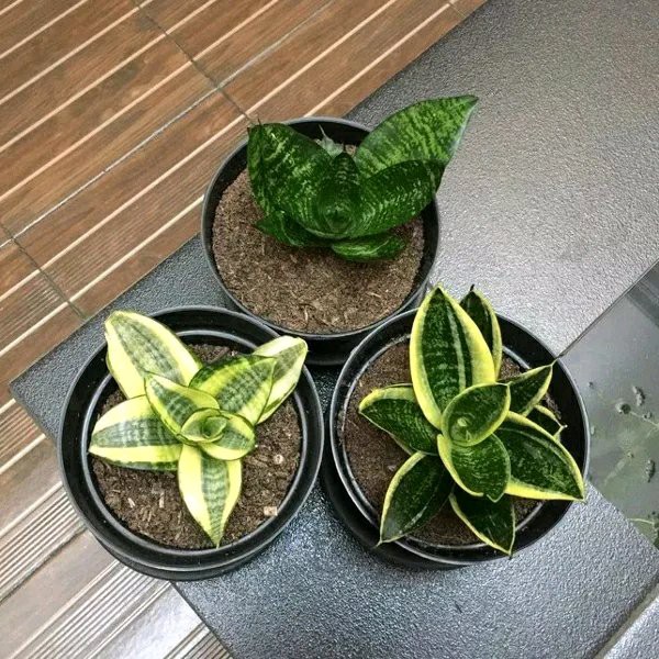 Tanaaman Hias Sansivera Mini - Lidah Mertua Mini Murah Paket 3