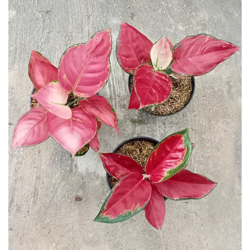 Bunga Aglonema Paket 3 Pohon (Red Anjamani, Pink Catrina dan Suksom)