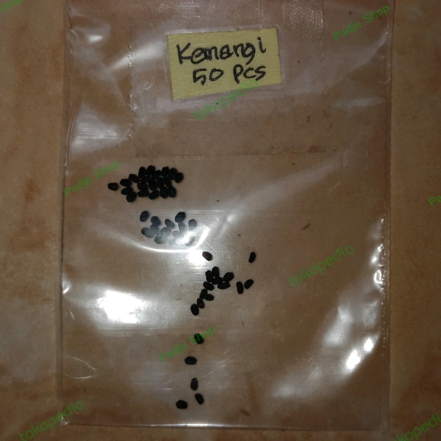 benih kemangi basil super wangi 50 biji