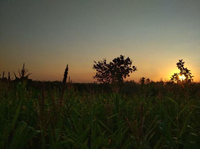 Cod Batikn Pria Lengan Panjang Size M L Xl Xxl Kemeja Batik Pria Motif Kenari Mulia Jaya Batik