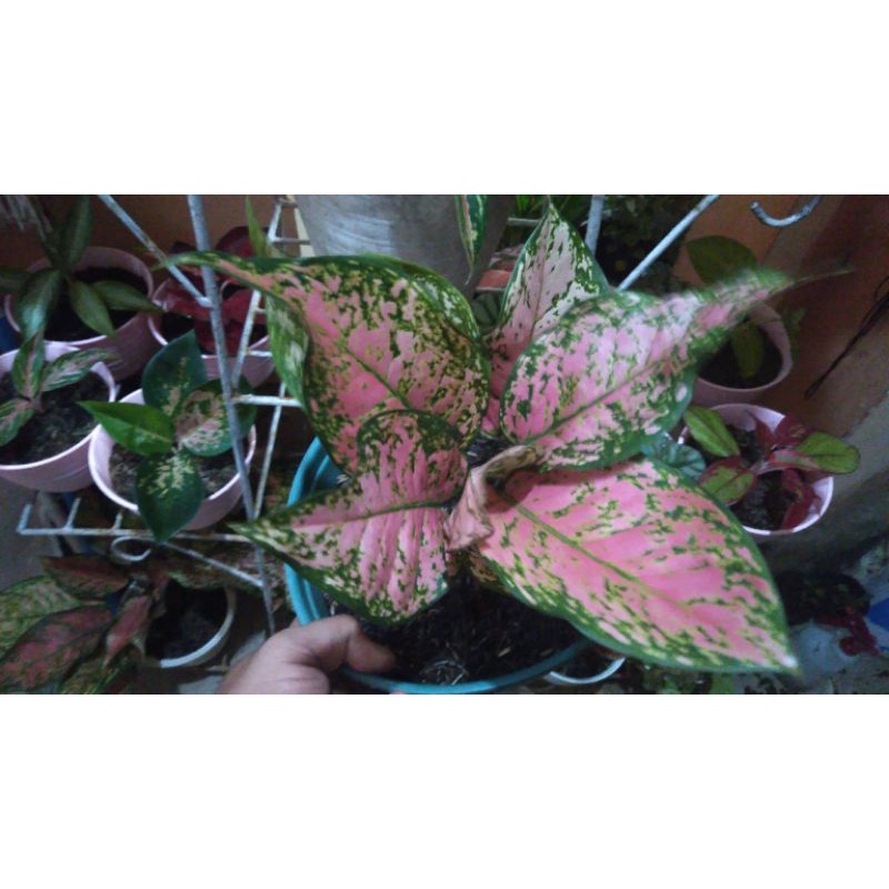 Aglonema Ruby Super Pink