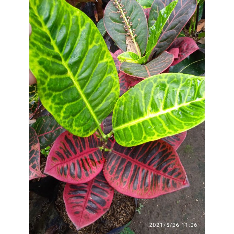 tanaman hias bunga puring langka black monlight berkualitas terjamin