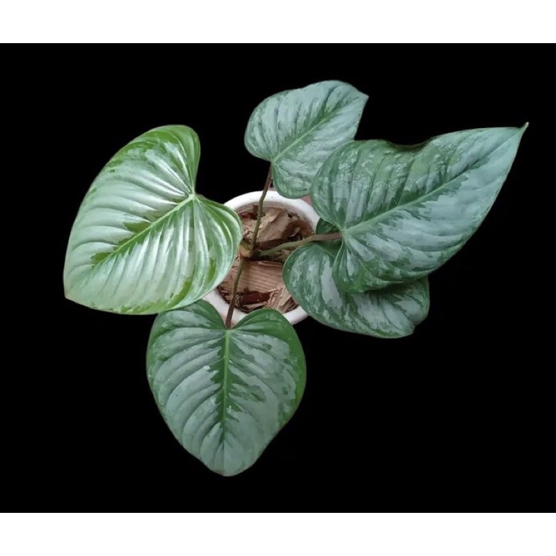 philodendron sodiroi