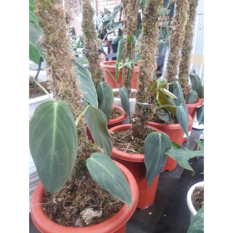 TANAMAN HIAS PHILODENDRON GIGAS RIMBUN SEHAT