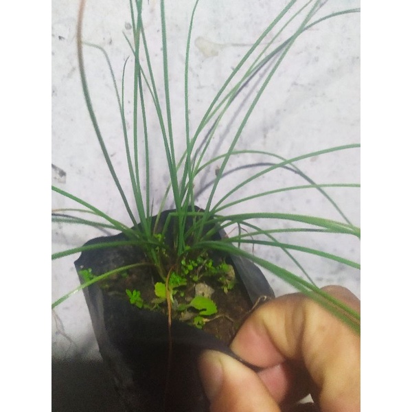 bawang kucai daun bulat