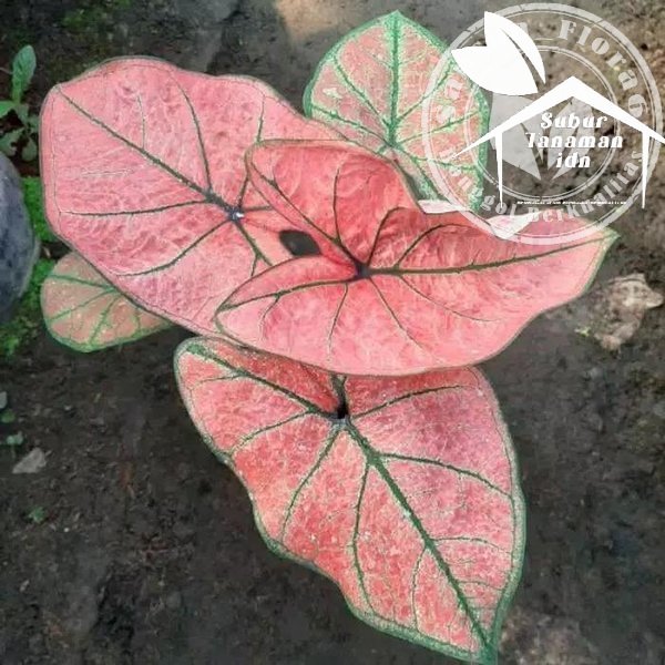 bibit bonggol caladium   keladi arini menari
