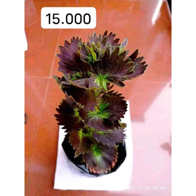 Tanaman Hias Miana berAkar