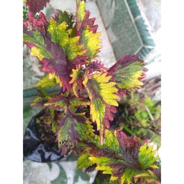 Miana premium rainbow