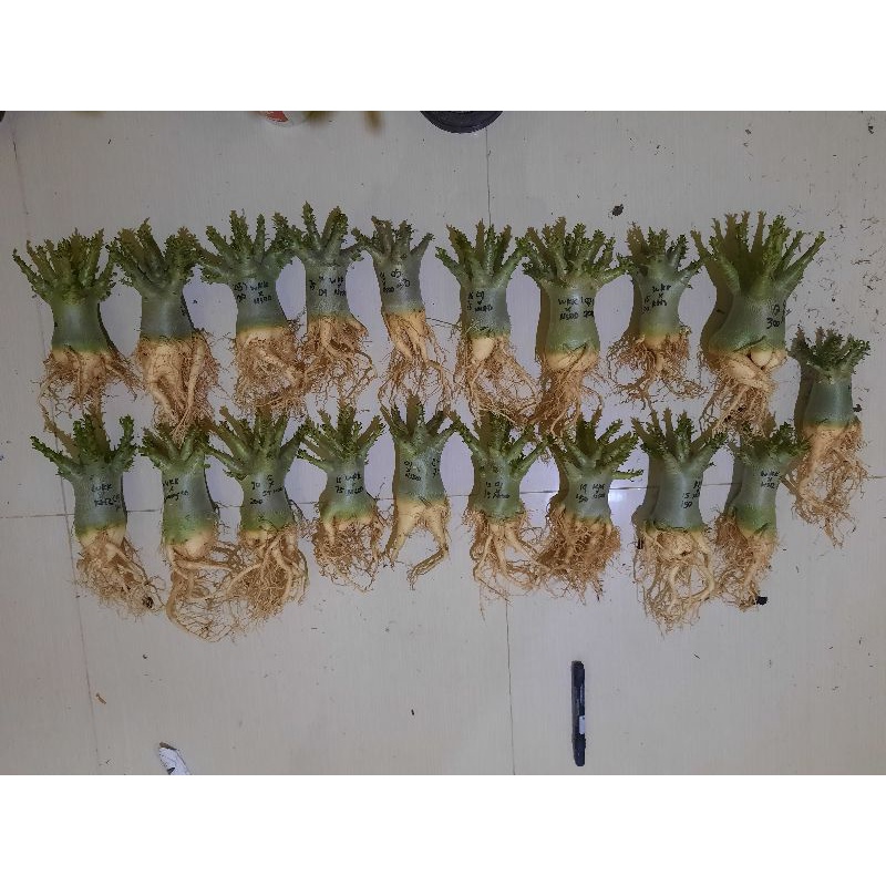 Adenium Karakter Dari Seed Import