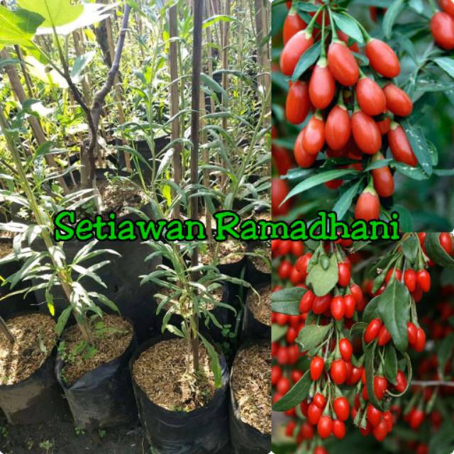 Bibit Tanaman Goji Berry