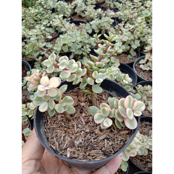 KAKTUS SUKULEN PORTULACARIA AFRA