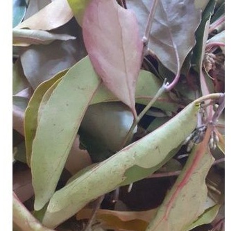 

benalu pohon mangga asli 100%