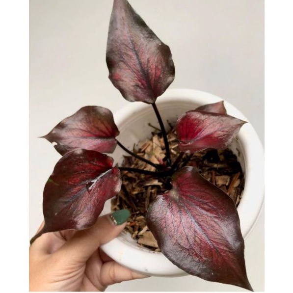 caladium korean series/caladium import / caladium thailand