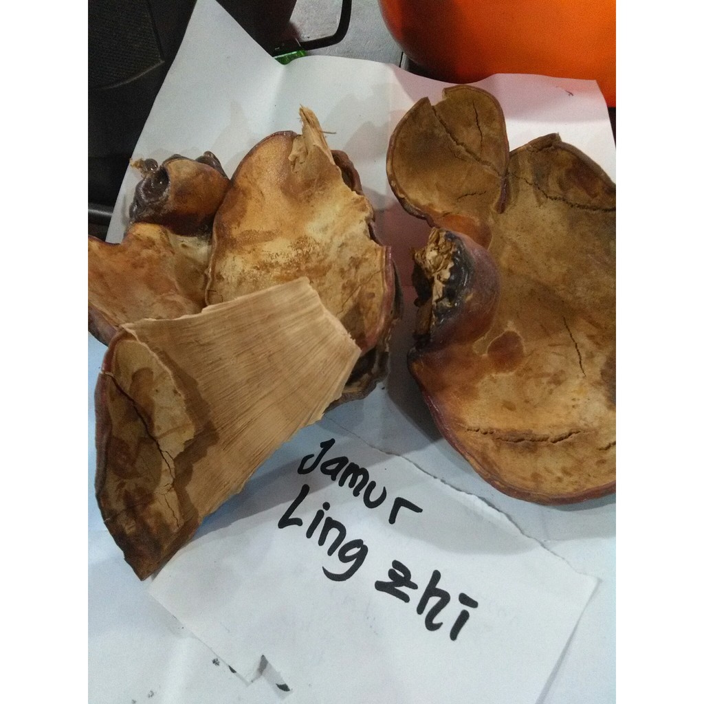 

100gram jamur lingzhi / lingsi /lingshi kondisi kering