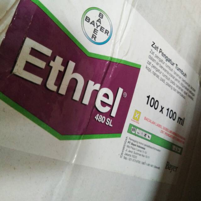 ZPT ETHREL Buah matangnya seragam