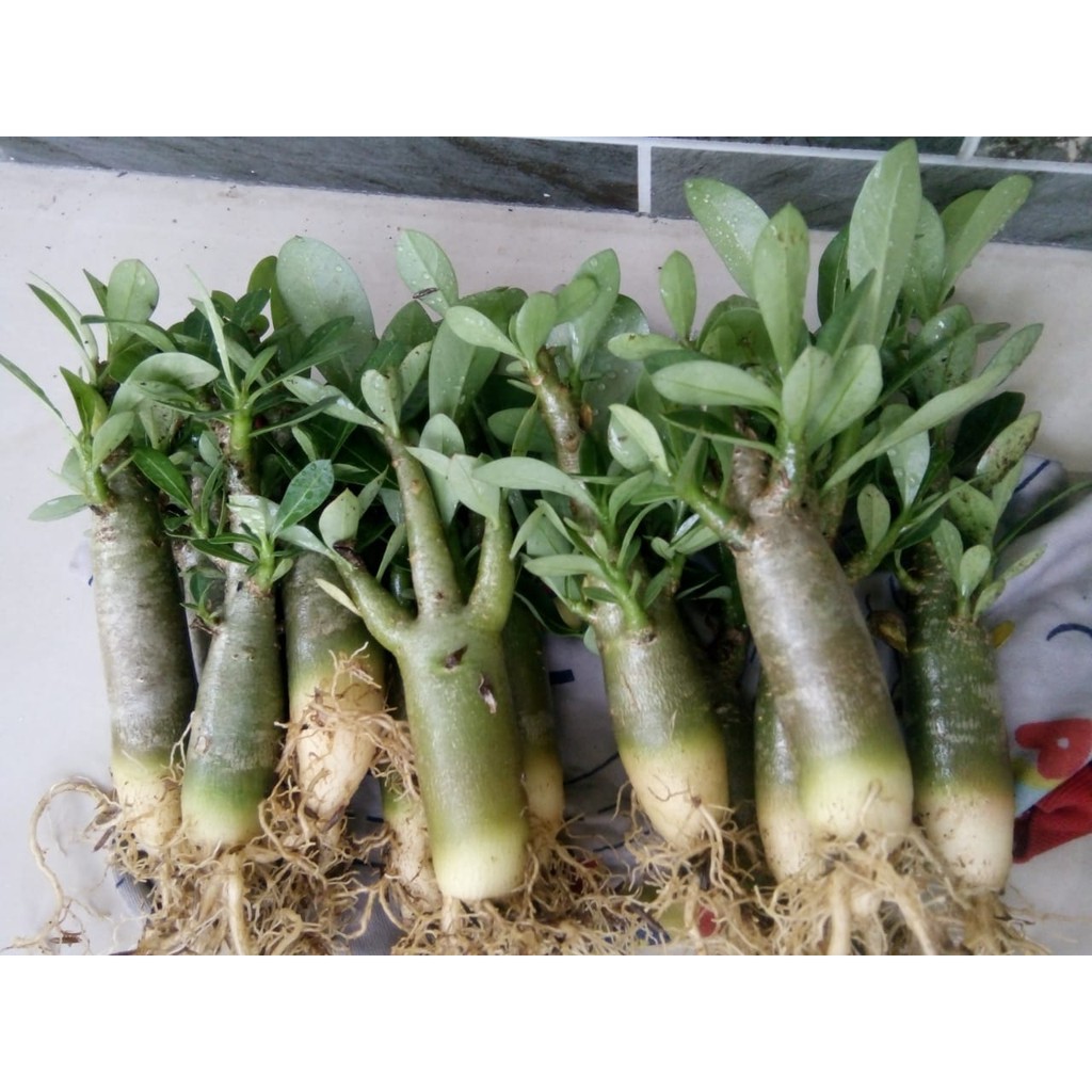 AdeniumArabicum Black Giant