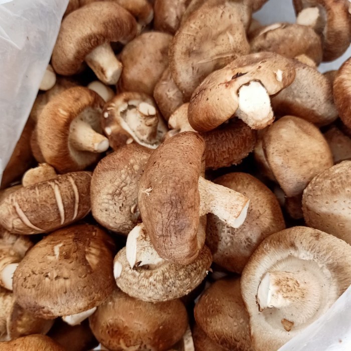 

Jamur Shitake Basah (200 gram)