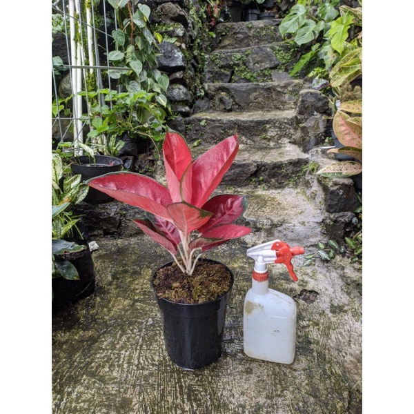 aglonema suksom jaipong induk pelgol