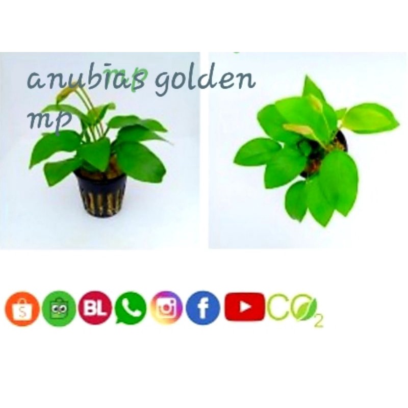 anubias golden mp