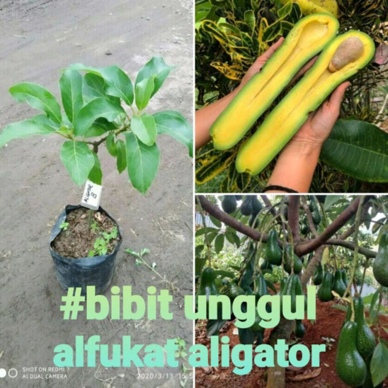 

Alpukat ALIGATOR