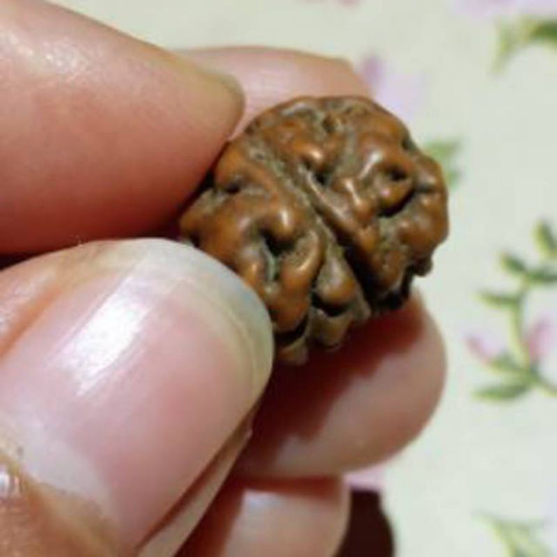 biji jenitri rudraksha original mukhi1